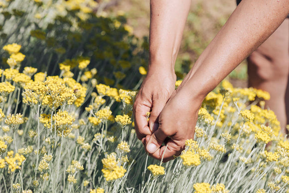 Melifera Gin, 43% Vol, 0,7l - SPRITHÖKER